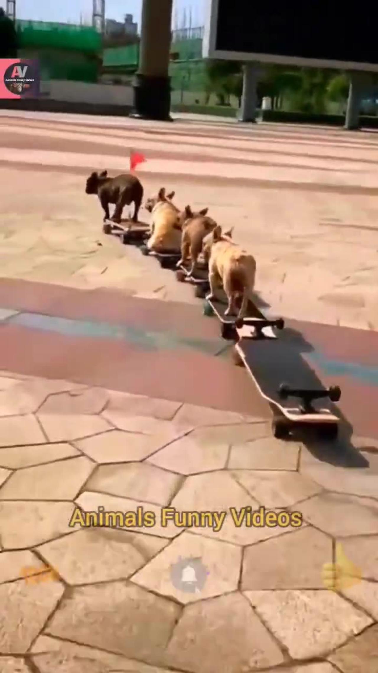 funny Skating Dog Videos 2022 -- Skating Dog Animal Videos #funnymemes #funny #dog