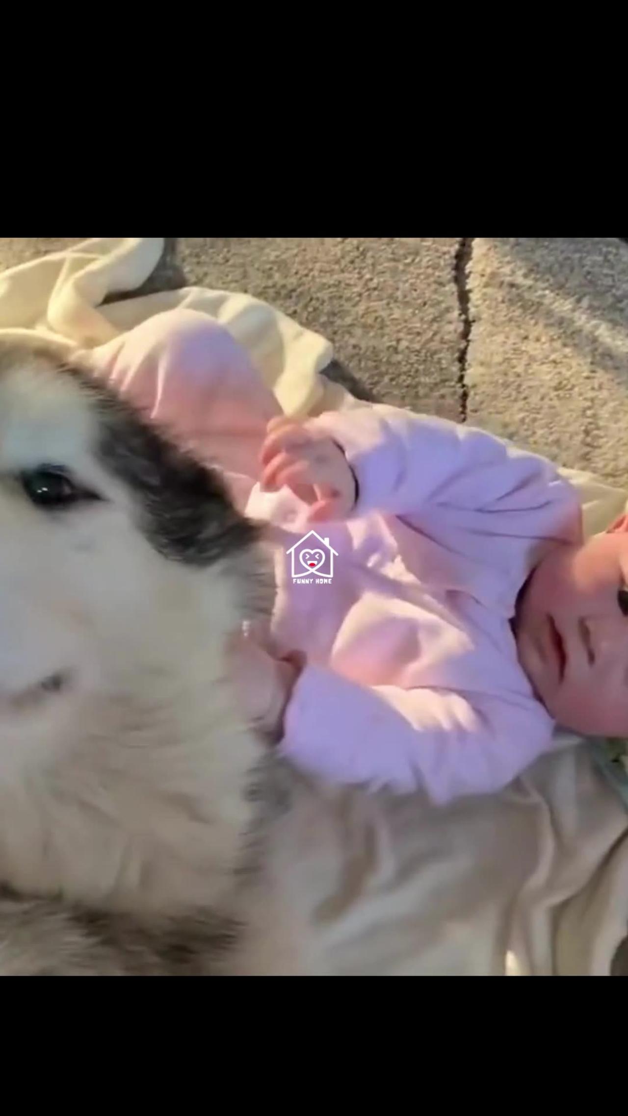 Cute baby playing with a dog   #shorts #baby #dogs