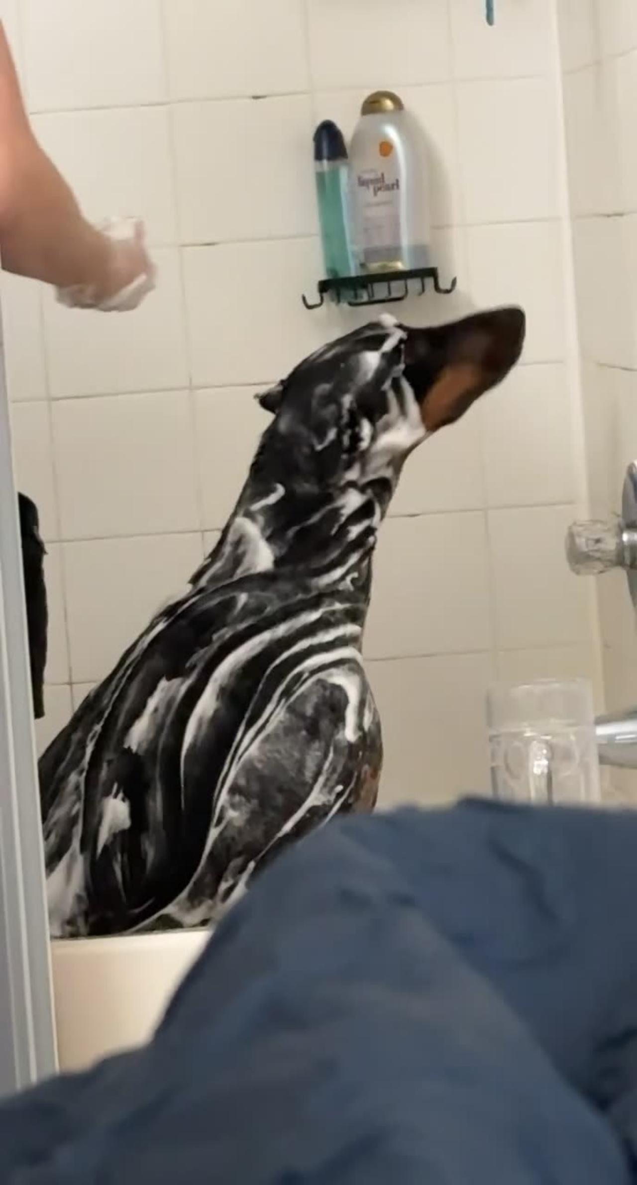 Doberman Gets a Bath