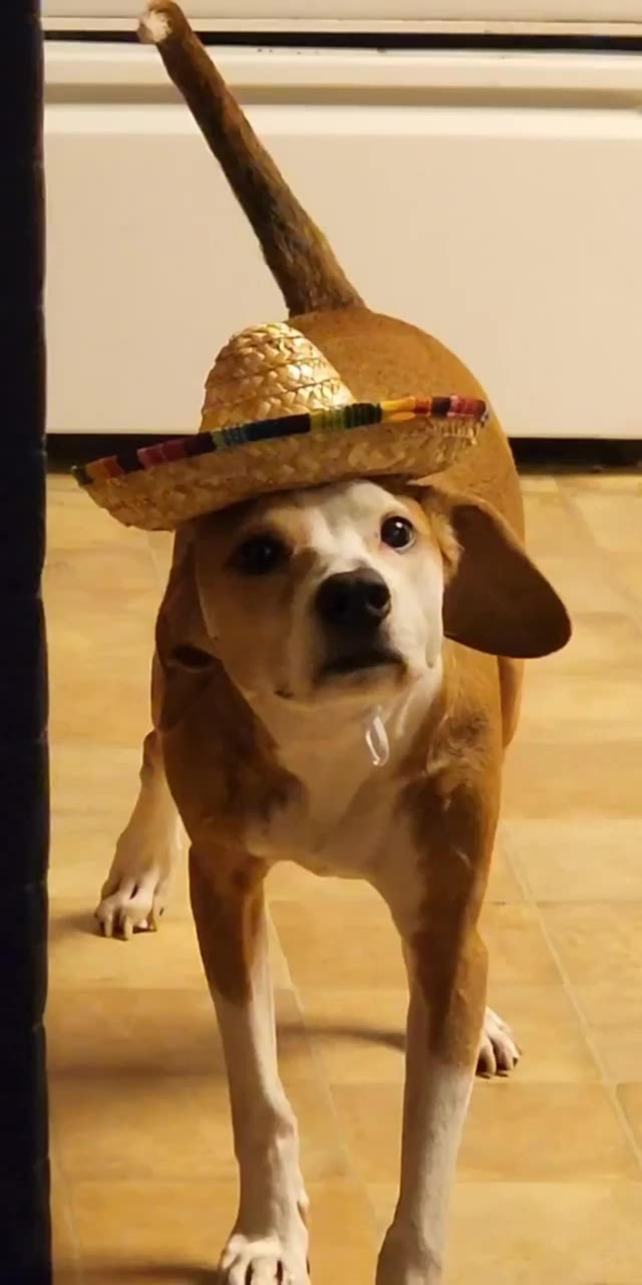 Sombrero Causes Dog to Freeze in Place