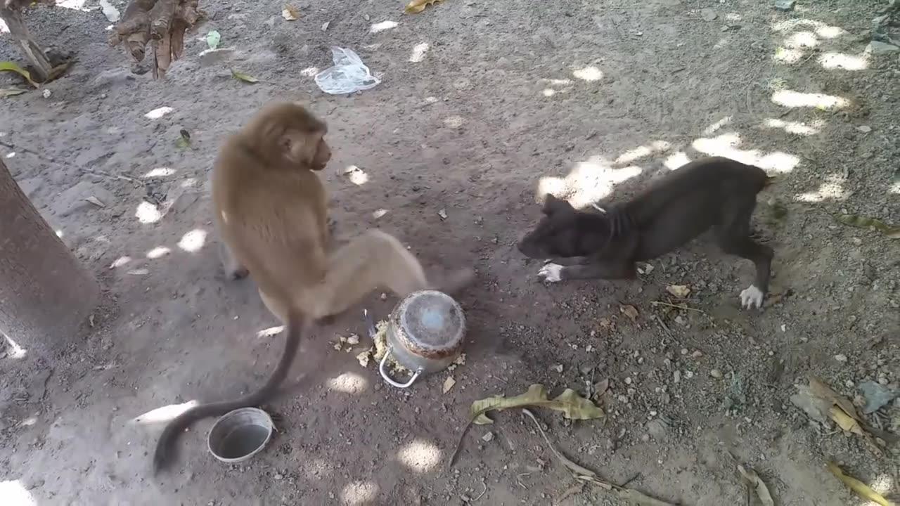 Monkey vs dog real fight _ funny dog vs monkey video