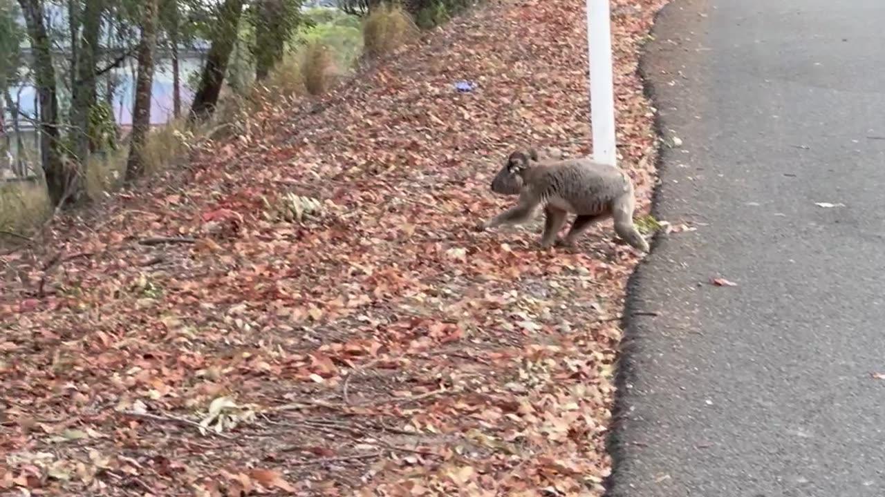 Koala Stops Traffic