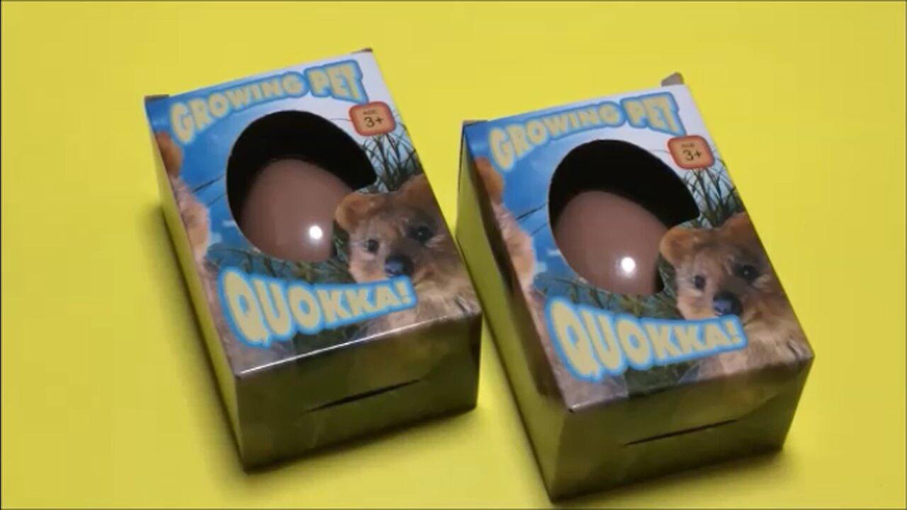 Quokka Growing Pet Toy One News Page VIDEO