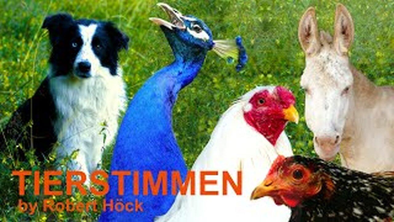 For small children - 10 minutes of happy farm animals with animal sounds - dog, peacock, rooster