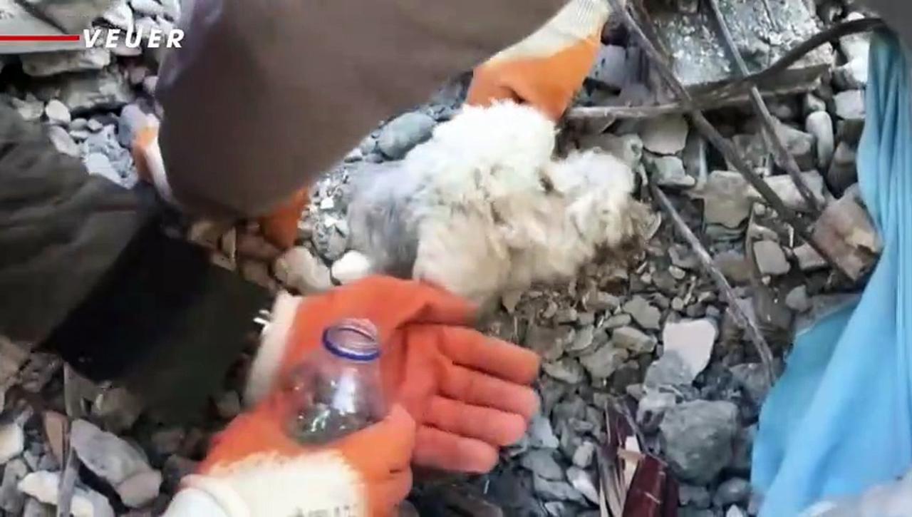 Turkish Emergency Workers Freed a Dog From the Rubble