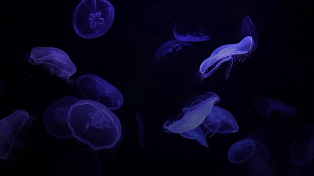 An Abundance of Life Could Survive in the Dark of the Deep Ocean, Study Suggests