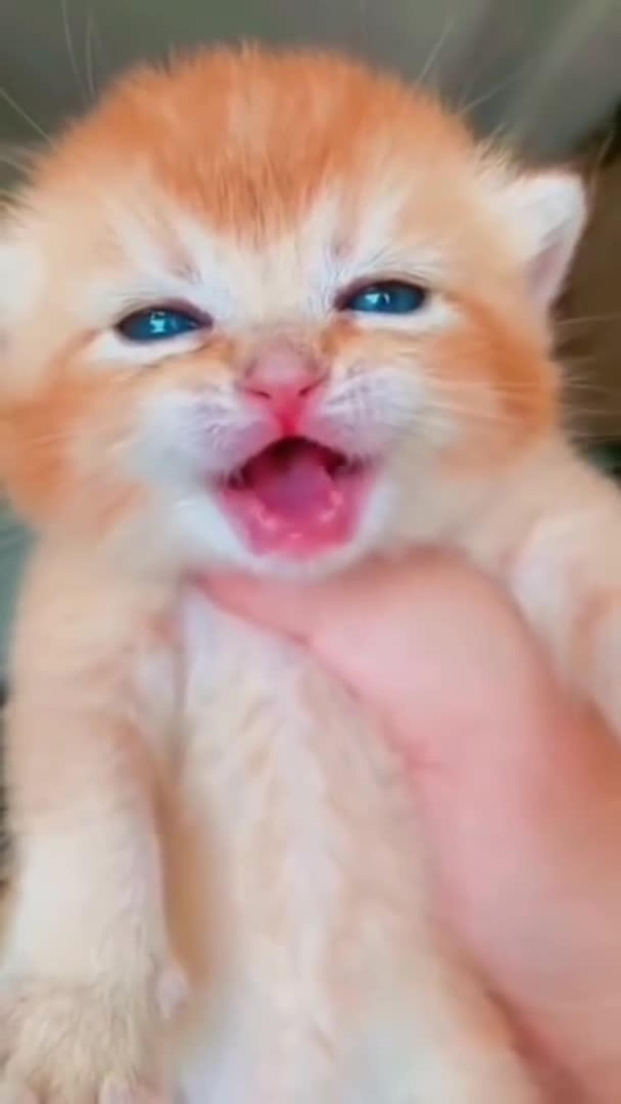 #shorts cat meme & kitten ( tik tok video ] - funny cats meow baby cute compilation [ cat cash home