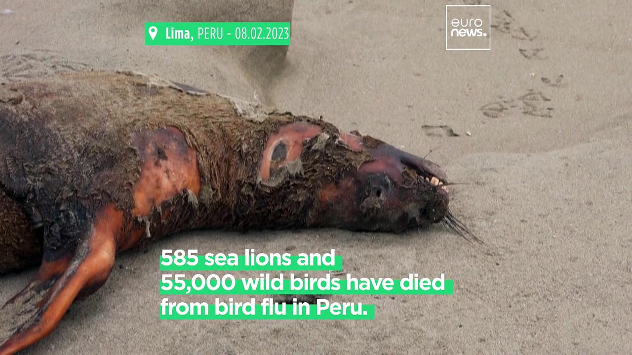 More than 500 sea lions and 55,000 birds die from bird flu in Peru