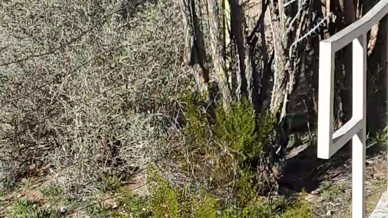 Casa Grande Sonoran Desert People's possibly devasted by the Bubonic Plague