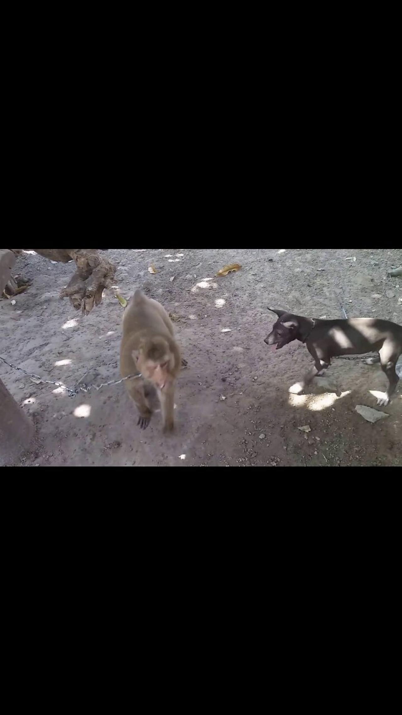Monkey vs Dog ( Monkey funny video )