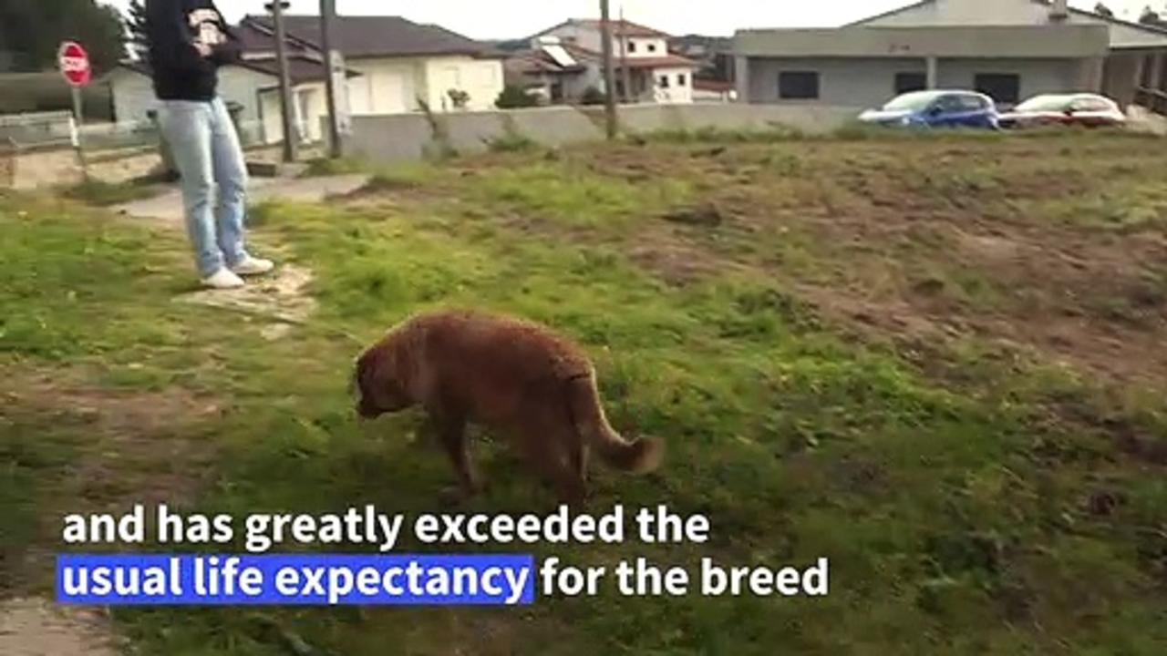 Portuguese dog declared oldest in the world at 30
