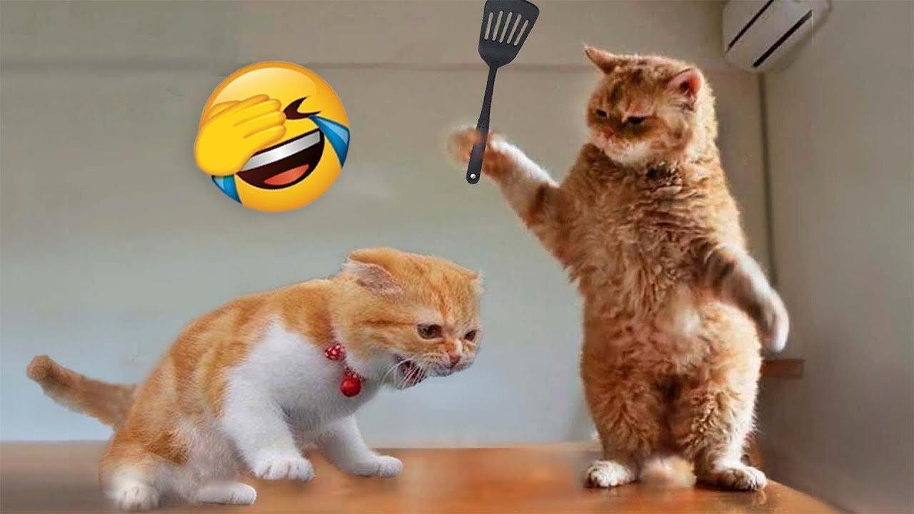 BEST 2023 FUNNIEST ANIMALS 😹 Funny Animal Videos Compilation 😹 Try Not To Laugh