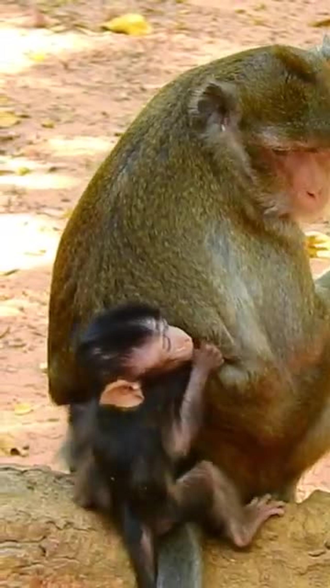 Baby monkey cry on back mom