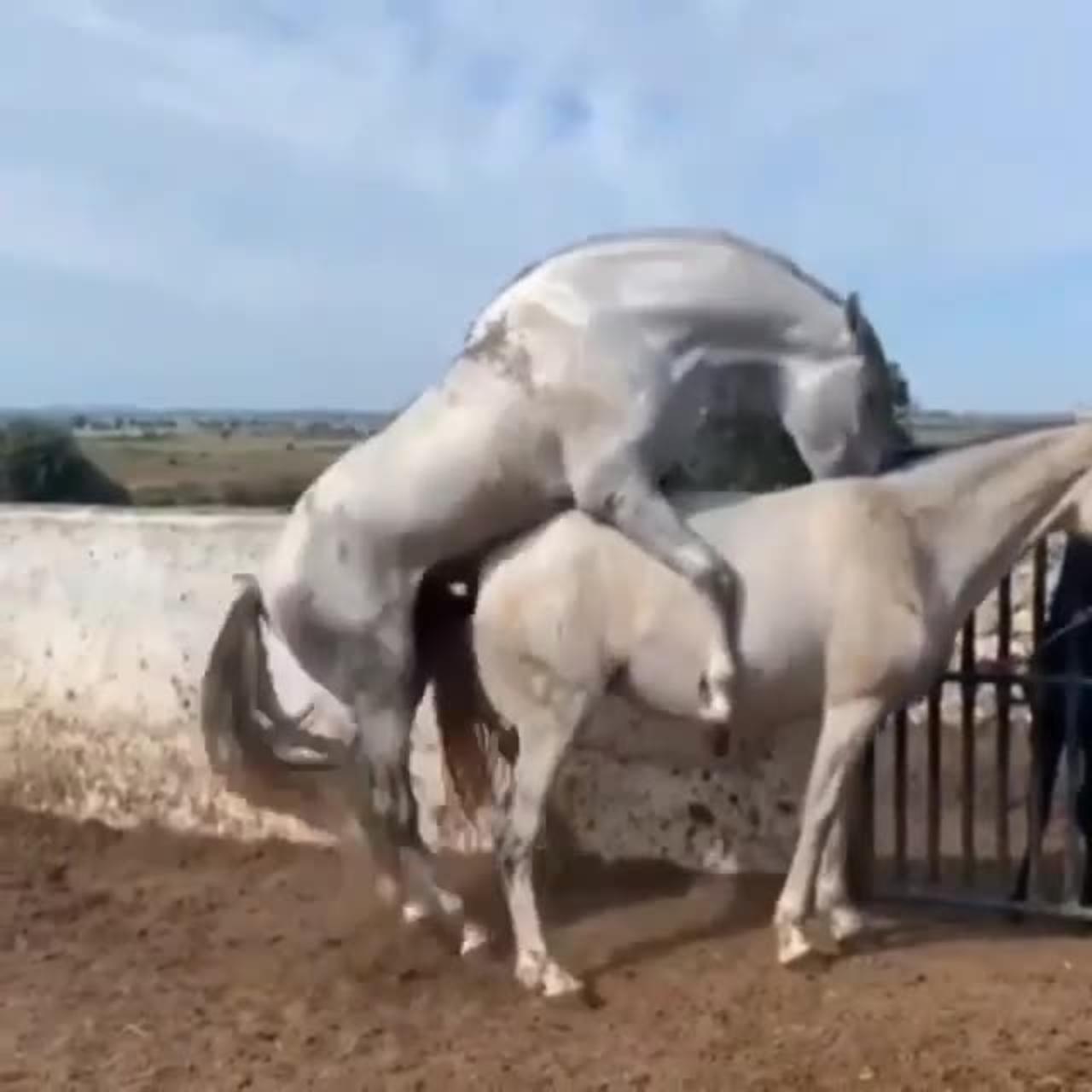 Horse First meeting