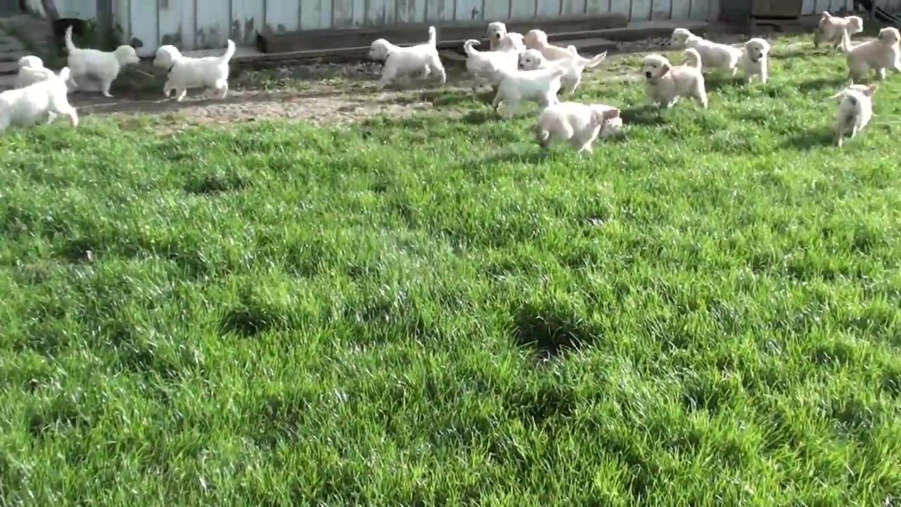 BVKWNTSA Winddichter Reise-Regenschirm Golden Retriever - Kompakt & Automatisch