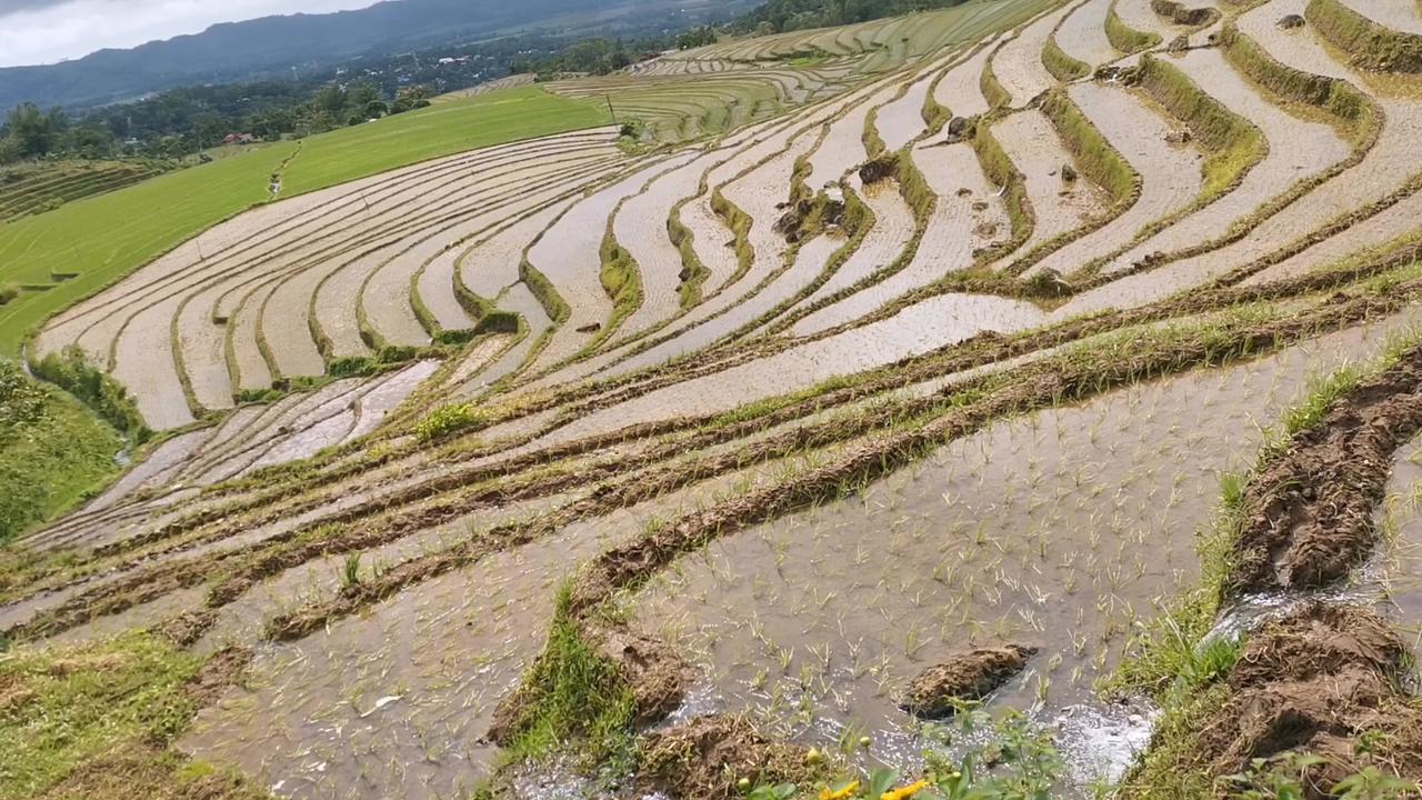 Rice field One News Page VIDEO