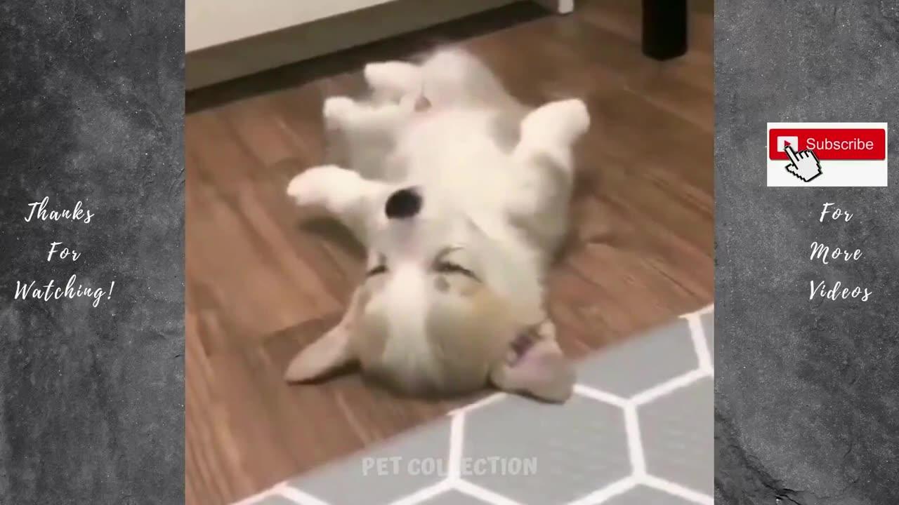 FUNNY AND CUTE PET VIDEOS COMPILATION