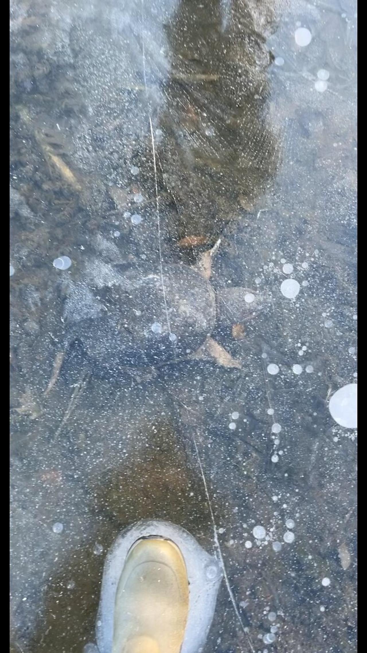 Turtles hanging out under the ice One News Page VIDEO