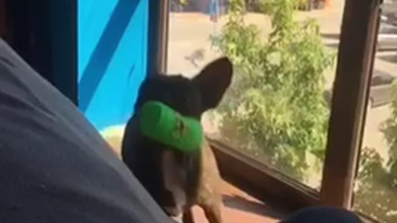 french bulldog Spike One News Page VIDEO