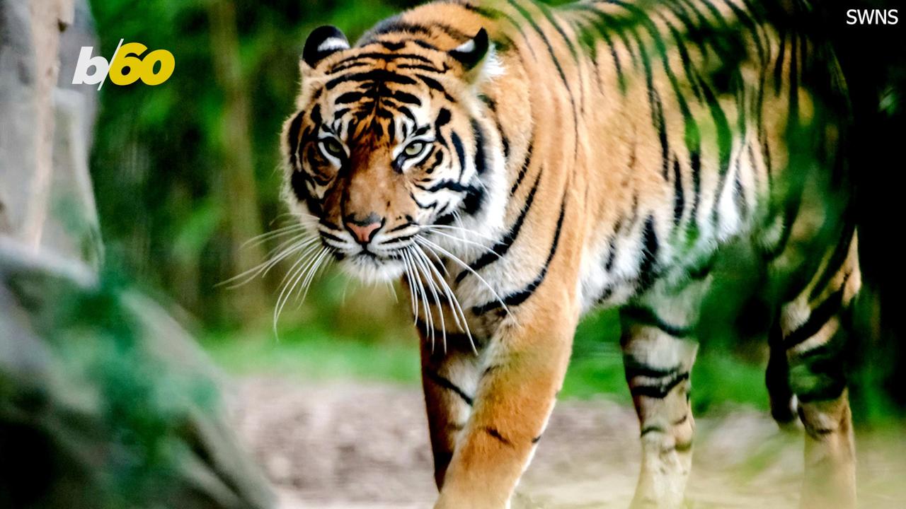 Twin Tiger Cubs Warmly Welcomed at U.K. Zoo
