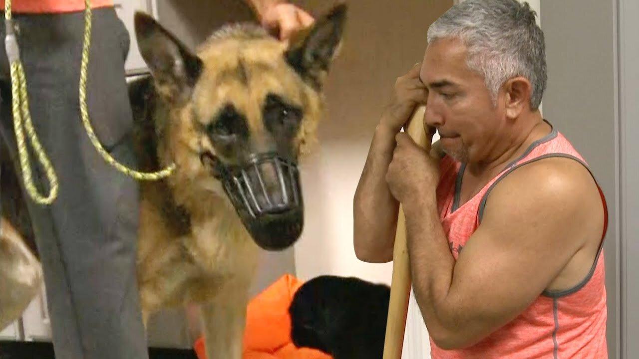 Cesar Millan Takes Muzzle Off An Angry German Shepherd | Cesar 911