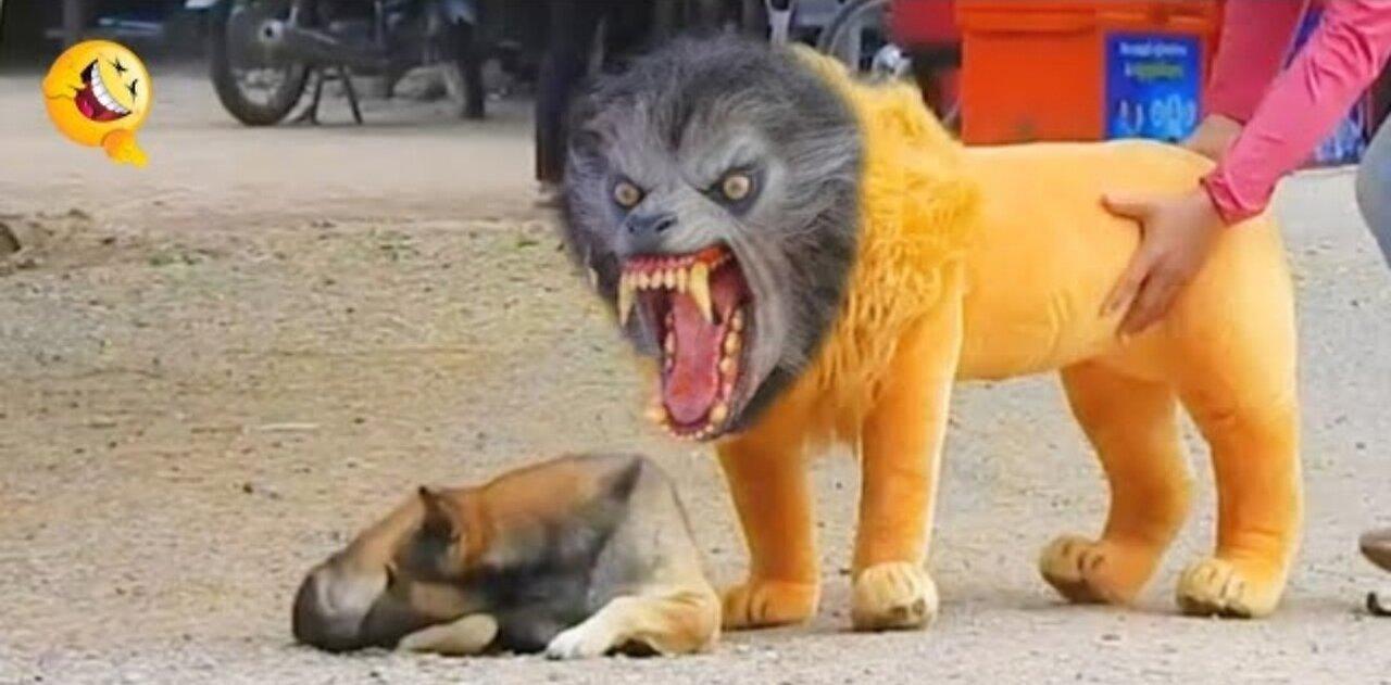 Funny Animals Prank To Dog & Fake Lion And Fake Tiger And Huge Box Prank