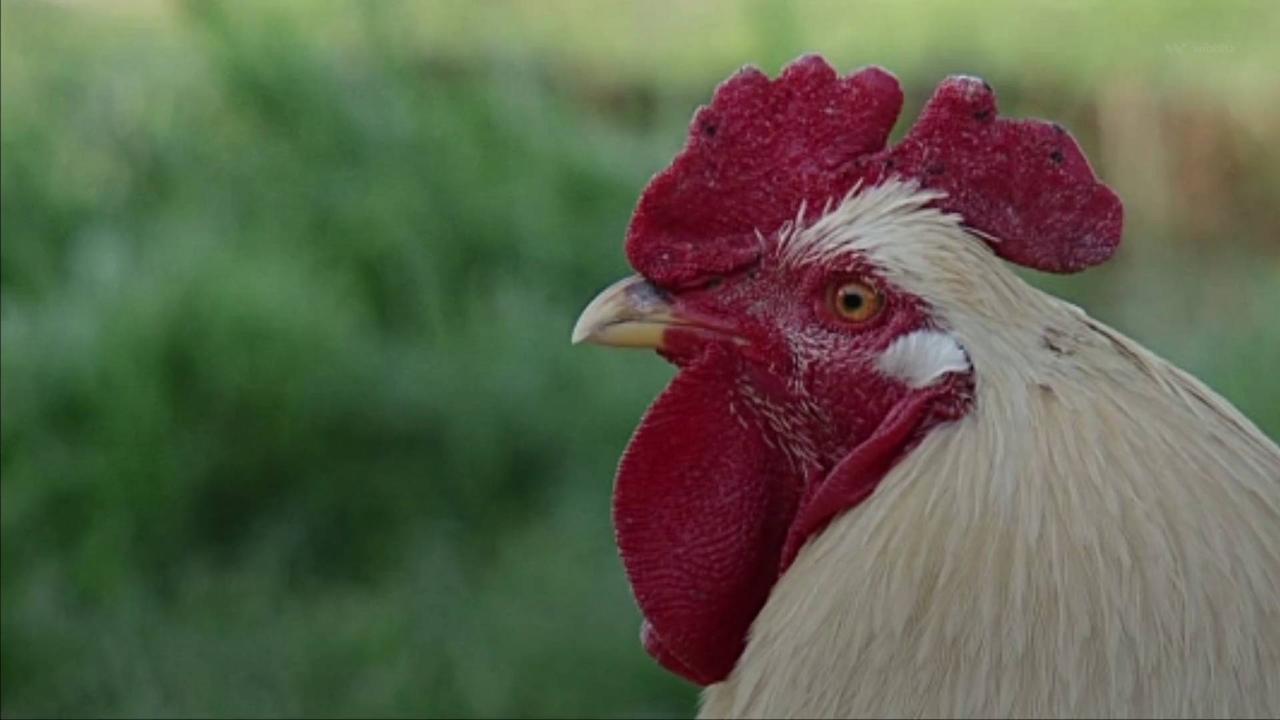 ‘Aggressive’ Chicken Involved in Fatal Attack on Man in Ireland