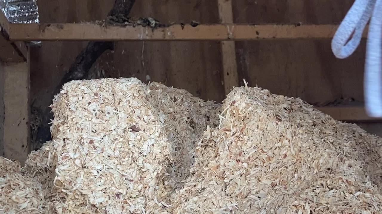 Chicken Coop CleanOut One News Page VIDEO