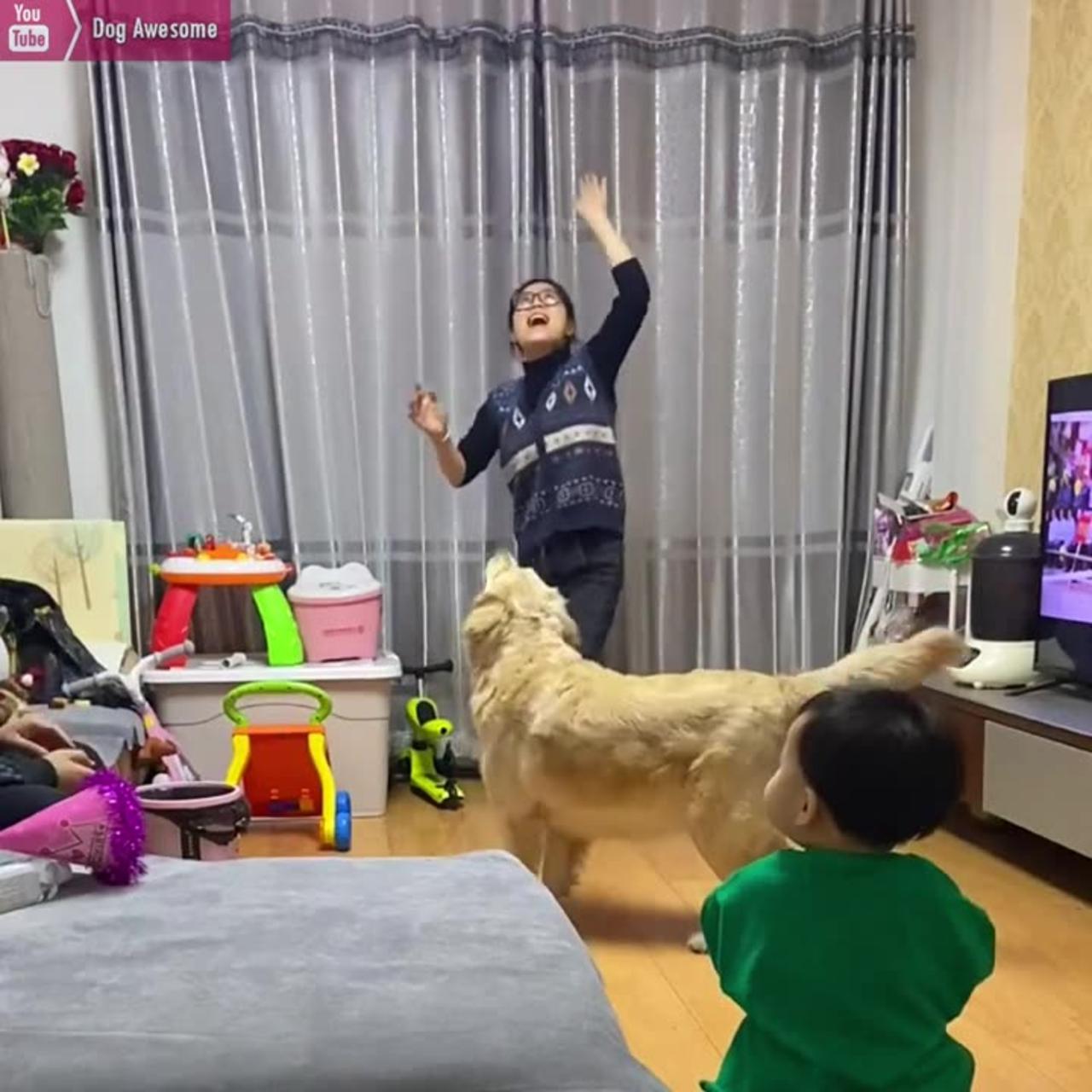 Golden Retriever plays games with its owner🥳Loyal dog and a child have a deep bond😚