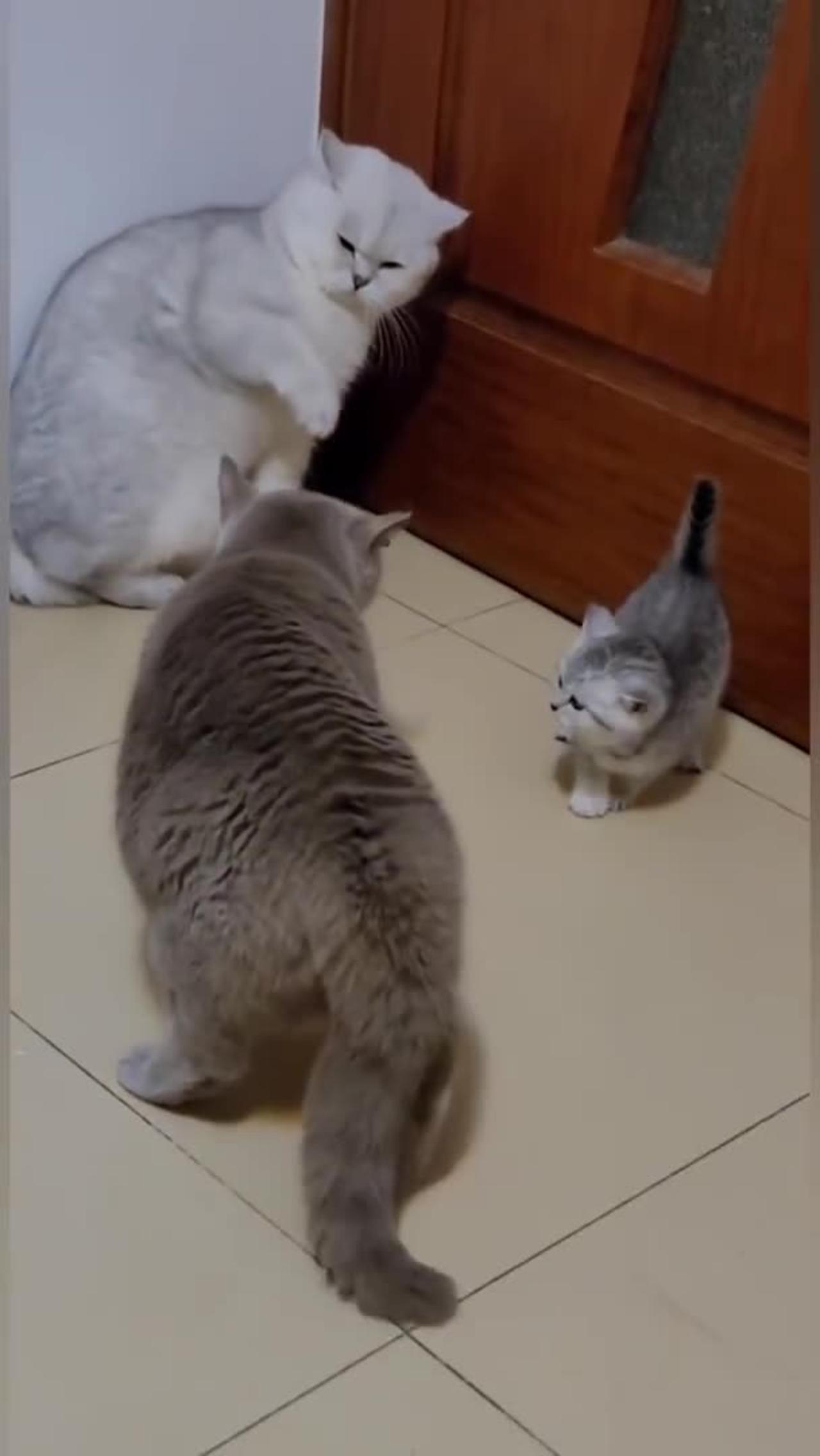 Cat Is Funny Shorts One News Page Video