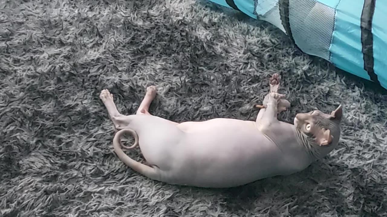 Sphynx cat Hades playing like a crazy