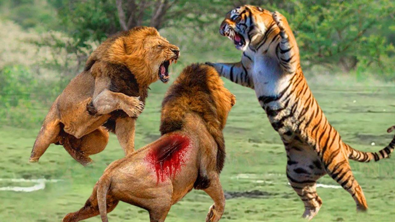Angry Royal Bengal Tiger Attacks Safari Bus In Bangladesh | A Full Day tour Bangabandhu Safari Park