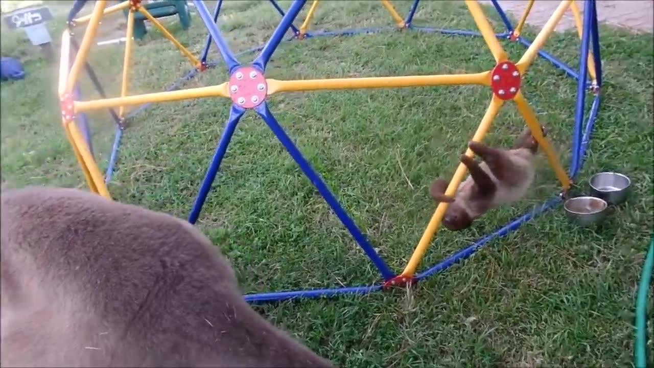 Baby Sloths Being Sloths - FUNNIEST SLOTH