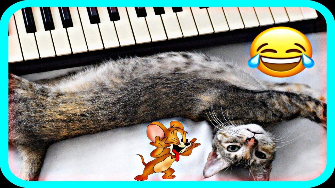 FUNNY CAT:You'll Never Believe This Funny cat Fact-MUST WATCH🙀!!