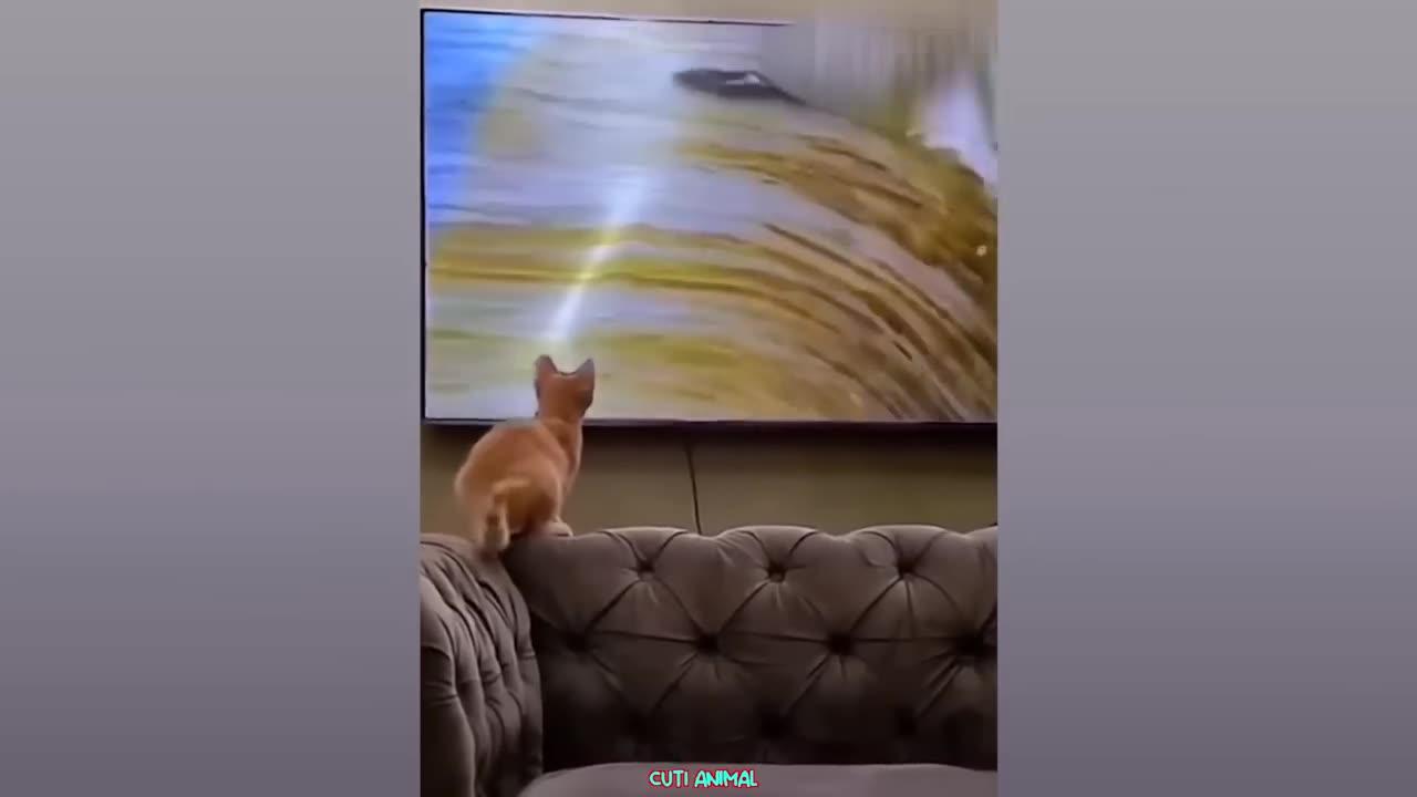 I can't believe the cat kick the dog , what funny comedy between cat and dog