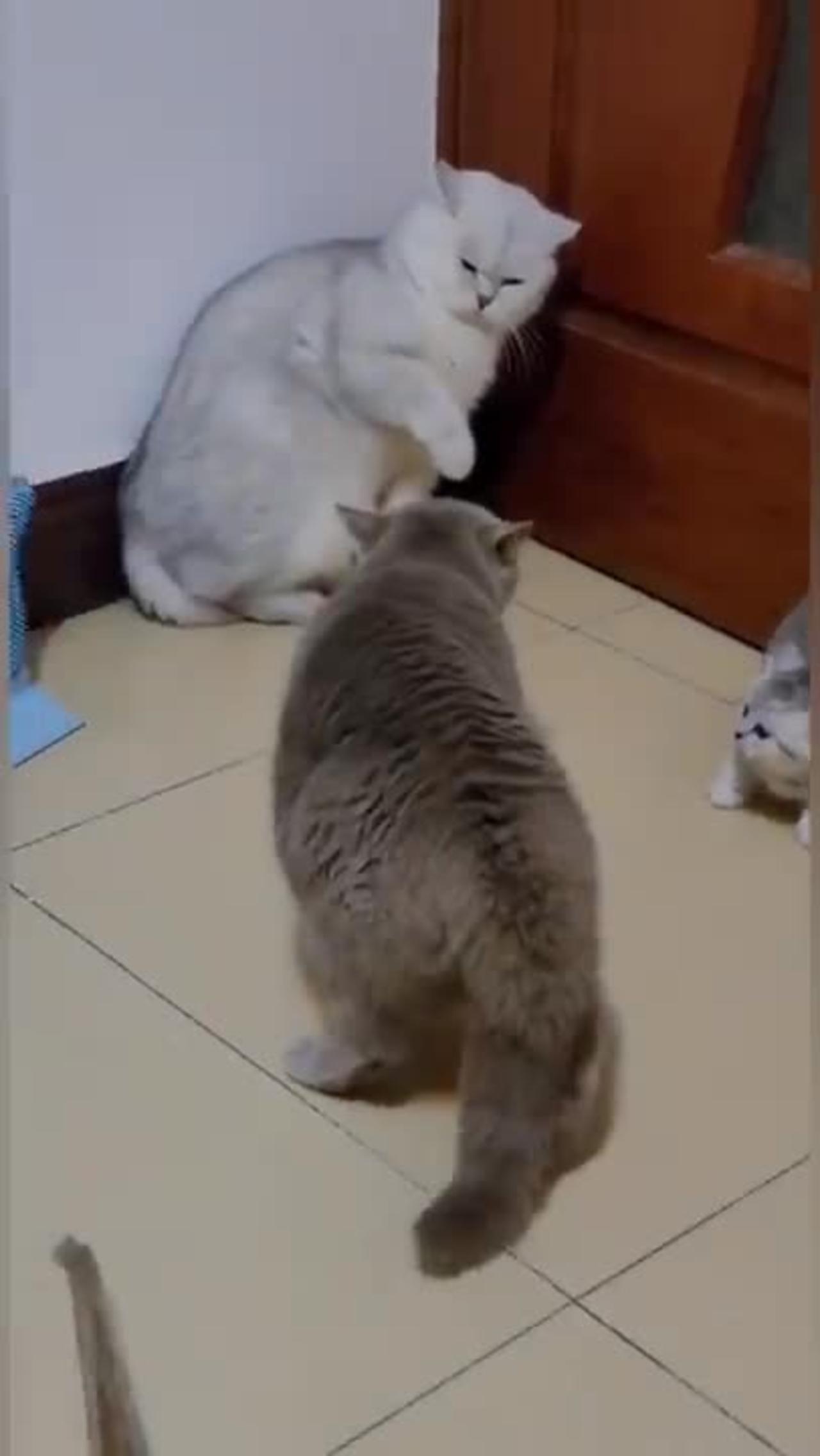 The Battle of the Kitties: A Hilarious Cat Fight Video