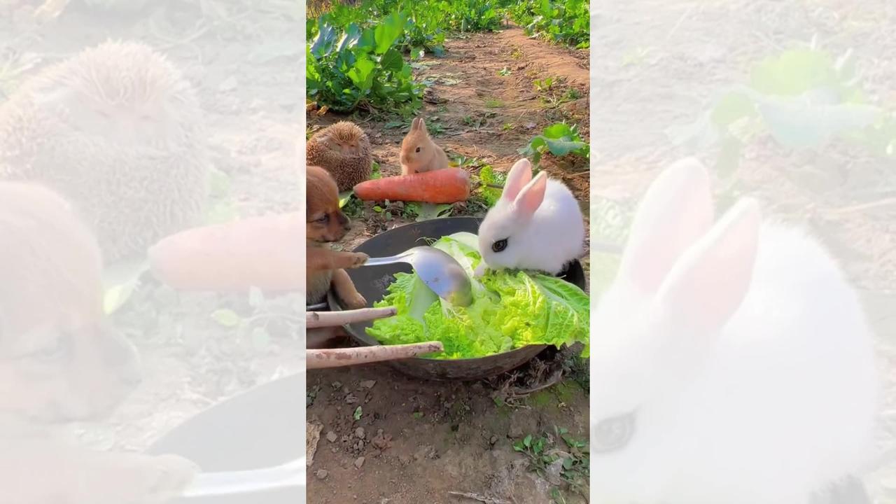 Watch These Adorable Dogs and Rabbits Melt Your - One News Page VIDEO