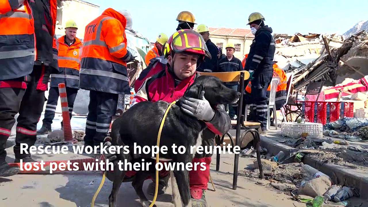 Rush to save trapped animals in Turkish city after earthquake