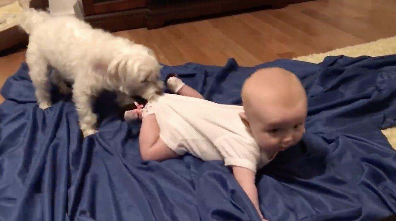 Cute Babies Playing With Dogs Compilation  Funny Baby And Pets