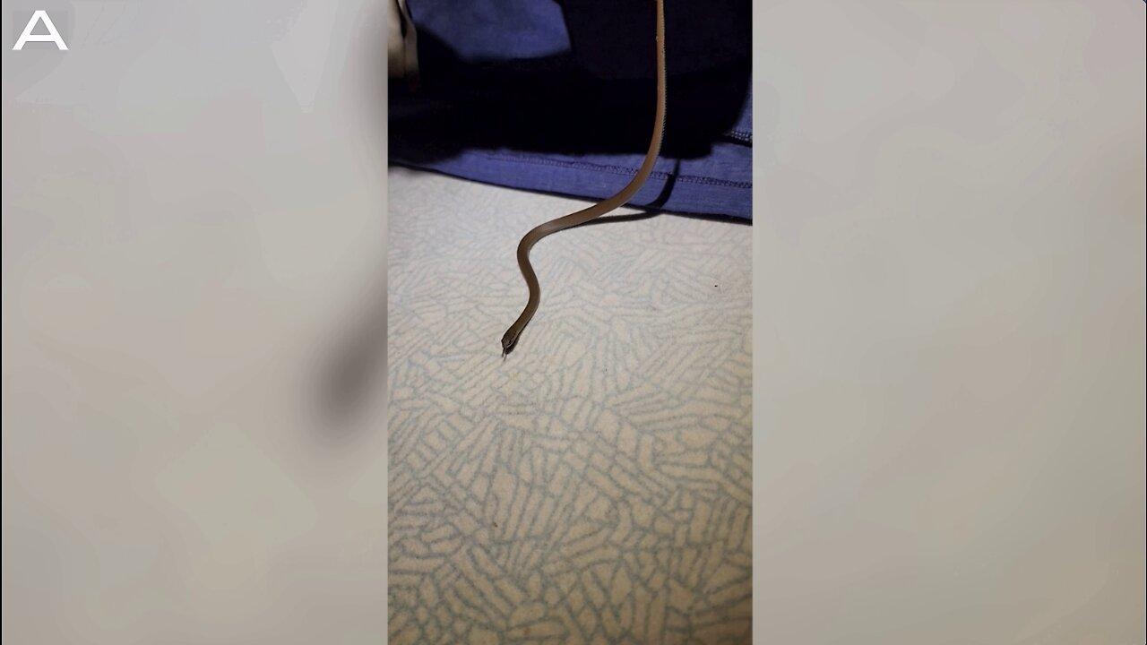 Man Rescues Rare Marsh Snake From Cupboard Before Releasing It Into Wild