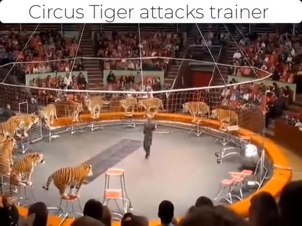 Circus Tiger Attacks Trainer