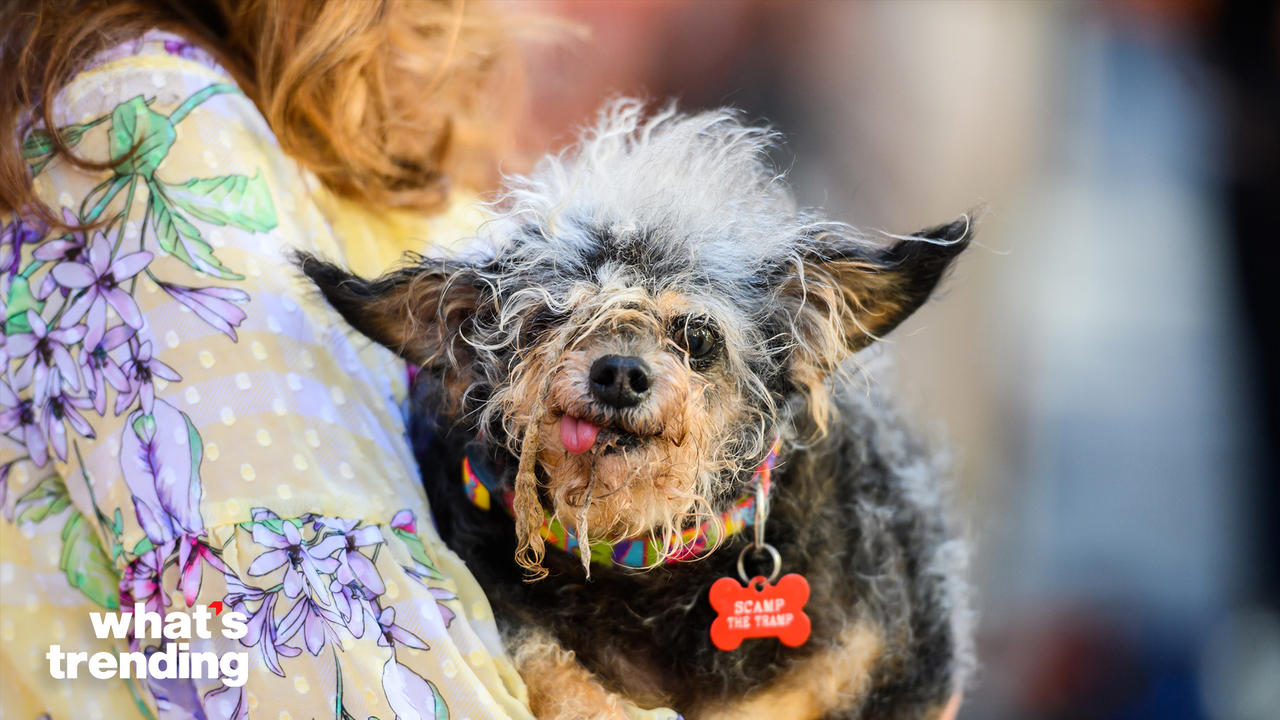 The Most Talented, Beautiful, and Ugly Dogs in the World