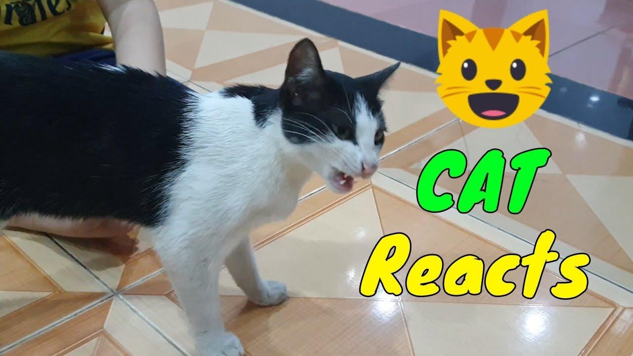 Sharing My Cute Pets Cat and Puppy Dog Funny Moment | Viral Cat
