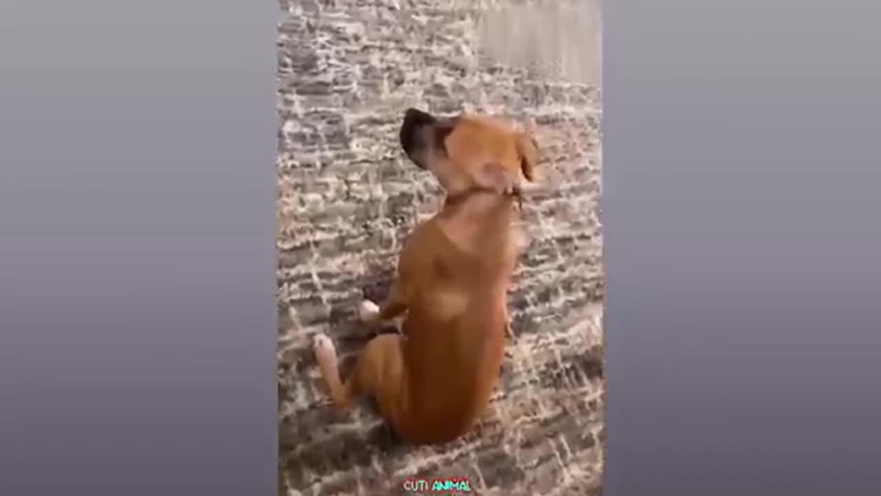 Funny Cat and Dogs 🐱🐶#Part 4