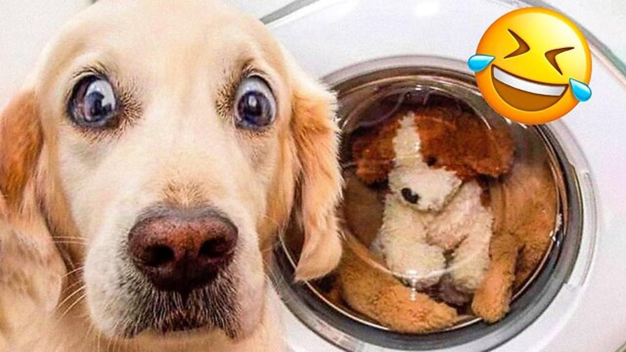 Funniest Dogs And Cats Videos 😅 - Best Funny Animal Videos 2023 😜