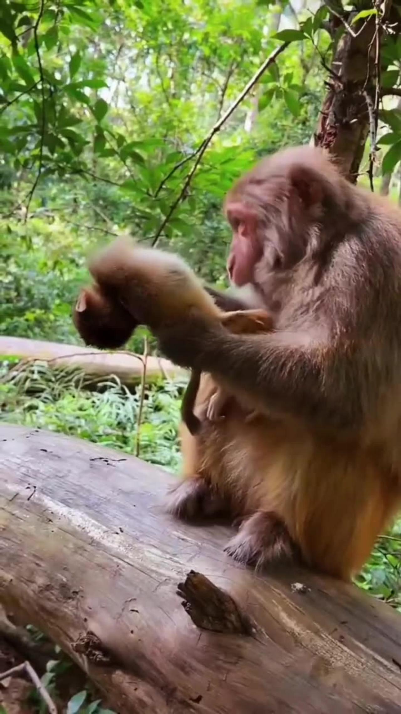 baby monkey ....