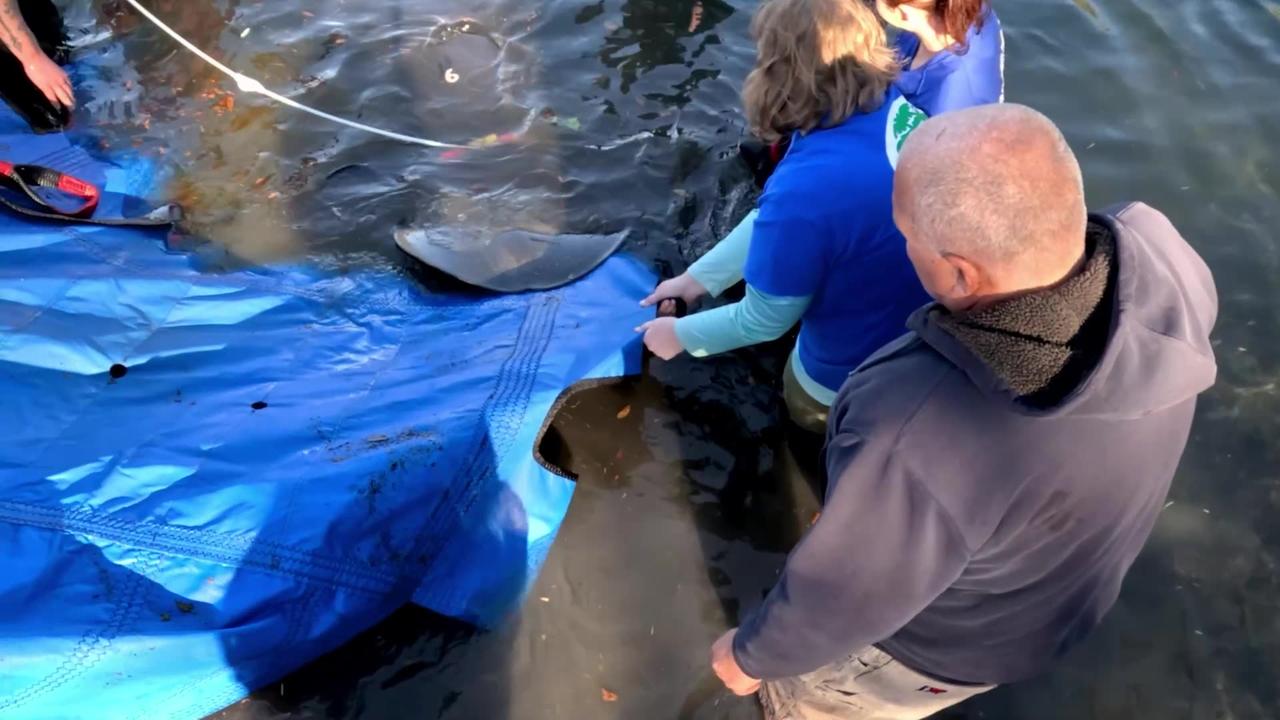 Rescuers Release Dozen Orphaned Manatees Back To The Wild In A Single Day 1