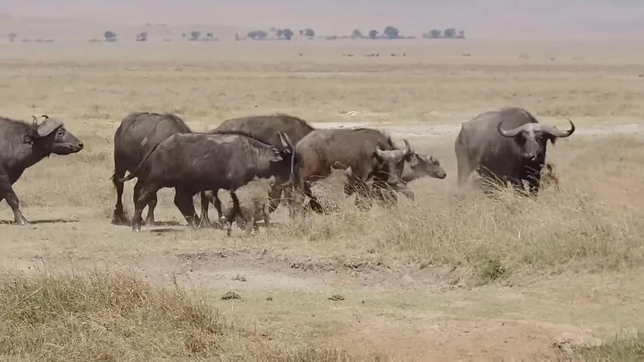 Cape buffalo protecting young from hyena - One News Page VIDEO