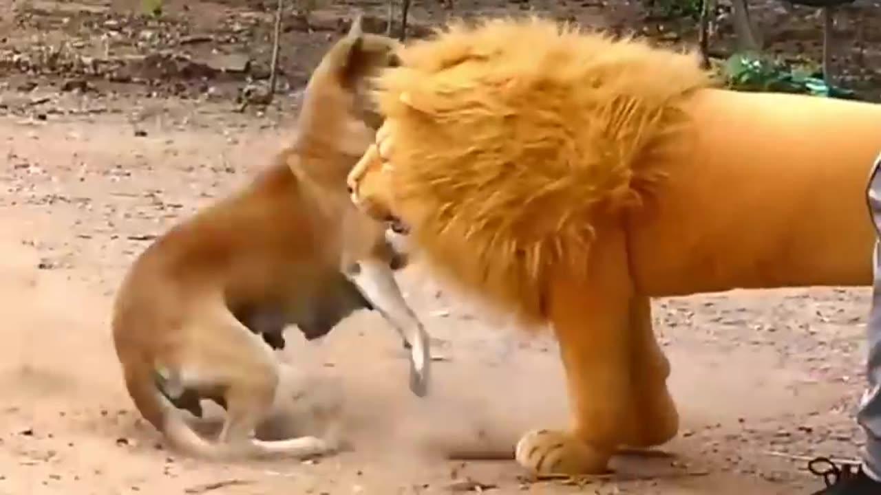 Fake Lion & Tiger prank on Dog looool