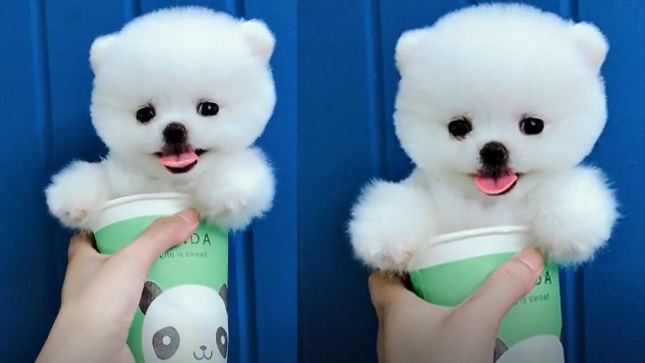 Tik Tok Puppies 🐶 Cute and Funny Dog